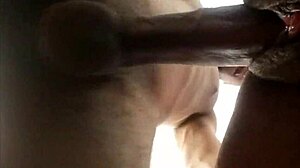 Ebony couple's intimate pussy fucking captured in close-up homemade video