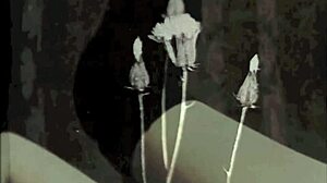 Taboo Vintage Fantasy