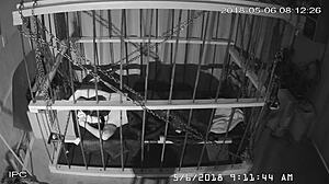 The Cagecam Non-Edited Downloaded Feed From The Cage