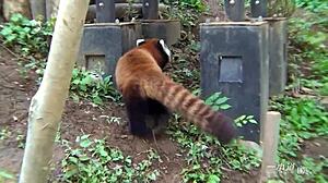 after romantic date, kohaku uta gives shaved asian blowjob to creampie