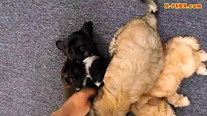 Blonde puppy lover gets fucked by pawn keeper in hidden cam POV blowjob