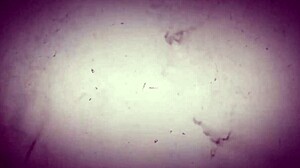 Intro to Paola Gurgel & Samuray Farias’ amateur anal groping session