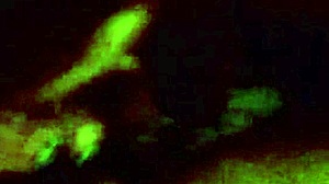 blowjob bitch, suck my dick!