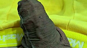 Bold Timelapse Of Brazilian Twink's Penis After Intense Cumshot