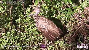 petite brunette strips naked outdoors