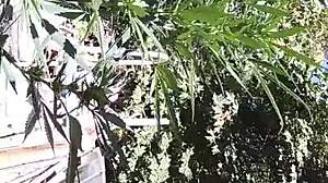 Intense Gay Sucking And Fucking In The 420 Patch