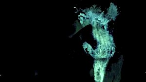 Two Centuries Of Vintage English Porn