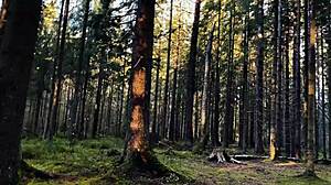 Get Lost in Public Blowjob Wonderland?