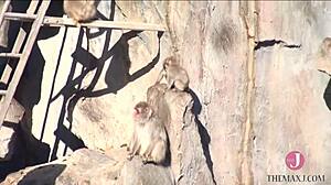 Sucking Cock Deep And Hard On All Fours With Vacuum Blowjob!