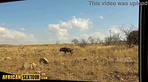 safari adventure with amateur african girl turned steamy at home