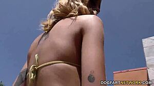 Haley Reed's Pink Cunt Gets Pounded Hard By Huge Bbc!