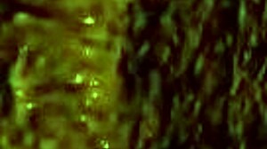 Mistress says, ride my futa cock in cowgirl anal