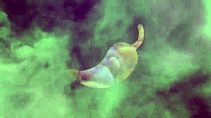 youtuber de pegadinhas me fez chamada de vídeo e acabou tocando uma