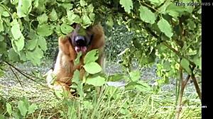 sabine petzl in kommissar rex 1994 summer murder with topless scenes