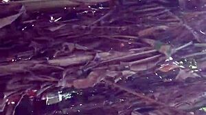 Horny slut on all fours for me, ass damaged, little whore sex toy