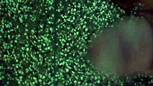 Intense Solo Masturbation Session with Vigorous Stroking