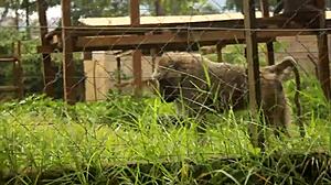 an impressive and unprecedented sex scene in gogo in the adultery of a couple in black africa by a colleague who after having fuck the wife in front of the husband also fucks the husband in front of t