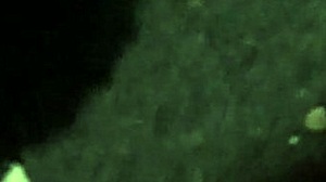 Blonde Milf Sucks Cock