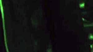 horny madame moans from lesbian slave pussy licking