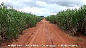 married woman fucking and cumming by the sugarcane road - outdoor sex