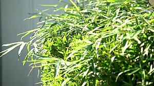 first time married woman mai yoshine masturbates and sucks cock