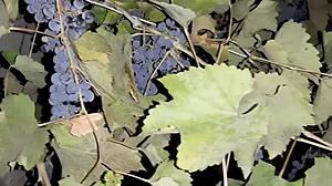 My neighbor thanked me for the grapes with cunnilingus!