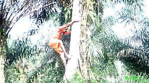 Intense bush encounter harvesting palm fruits leads to helping her fetch firewood and rewarding with hardcore fucking