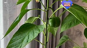 imagine catching this horny bride fucking her hubby raw on their wedding night