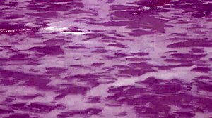 check out this gorgeous teen bathing naked in the ocean waves