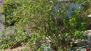 ksal hot invades xuxa's old site fucks balcony kitchen street views putaria