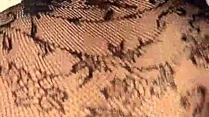 my big ass latina curves bounce in lingerie during intense doggy style pounding pov