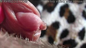 closeup big clit pulsing throbs to intense orgasm