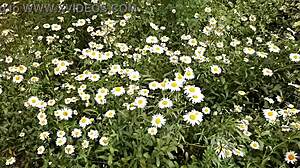 Hey neighbor, spy me fingering pussy to orgasm in the daisies outside?